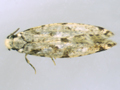 Nemapogon variatella